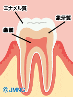 ホワイトニングに関する歯の解剖